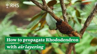 How to propagate Rhododendron with air layering  The RHS [upl. by Vlada139]