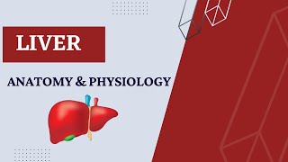 Liver Anatomy and Physiology [upl. by Orel916]