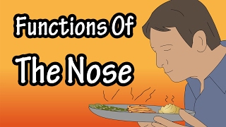 The Nose  Functions Of The Nose  How The Nose Works [upl. by Ednyl]