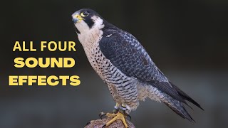 Peregrine Falcon All Sounds  The Fastest Animal on Earth [upl. by Anitsirhk]