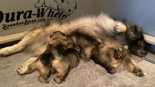 Keeshond Puppies quotThe Famousquot Litter [upl. by Mcferren]