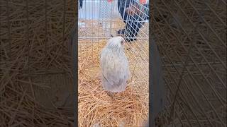 Gallina Araucana en la exposición avícola de Jerez de la Frontera [upl. by Rayburn676]