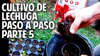 Cultivo de Lechuga Paso a Paso  Parte 5 Transplante de plantines de lechuga [upl. by Brodie51]