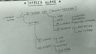 Thyroid Gland Border and Surface  TCML [upl. by Ayr581]