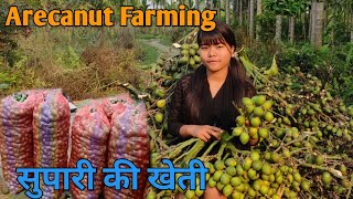 Areca nuts farming  Betel nuts production in North East India [upl. by Fredkin]