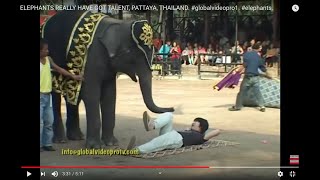 ELEPHANTS GOT TALENT THAILAND globalvideopro1 elephants talented [upl. by Ase]