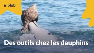 Des outils chez les dauphins  Actu de science [upl. by Slater]