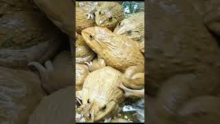 Master Frog Care in Just 5 Minutes a Day 2 [upl. by Mello]