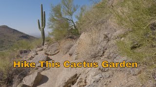 Hiking Among the Cacti Natures Prickly Beauties [upl. by Oiciruam]