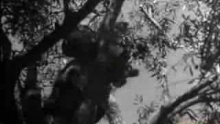 La kabylie en 1946 clip01 [upl. by Dnanidref375]