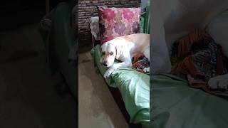 😡 Kovakkara kiliye enna konji vittu poghadey 😅😂🥰 doglover petlovers dachshund labrador shorts [upl. by Gleda]