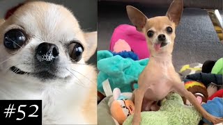 Newest Chihuahua Compilation  Funny Chihuahua Videos [upl. by Nyret]