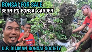 PART2BONSAI FOR SALEBERNIES BONSAI GARDENUP DILIMAN BONSAI SOCIETY [upl. by Eba]