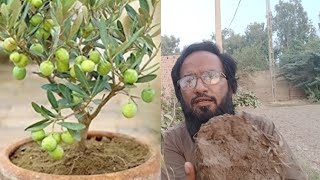 How To Grow Olive PlantAll about its Fertilizer Tips amp Complete Prunning Guide  Grow Zaitooon [upl. by Venita750]