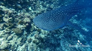 080924  Whale Sharks Dives at Kudadoo Inside Bodufinulhu Thila amp Maamigili Corner Maldives [upl. by Edora113]