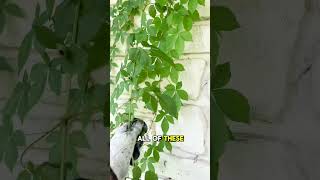 Beware of this bush killer vine if you live in the south [upl. by Gnolb]