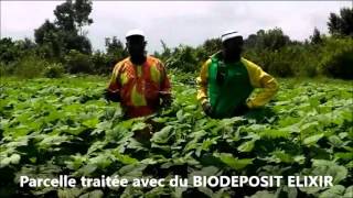 RESULTAT DU BIODEPOSIT SUR LE GOMBO [upl. by Saffian]