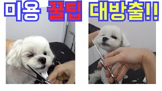 미용 꿀팁 대방출 말티즈 얼굴korea dog groomerdog grooming [upl. by Frolick]