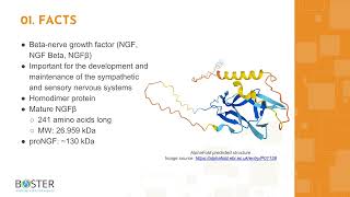 Learn NGFNGF Beta in 3 minutes  Betanerve growth factor [upl. by Uyerta301]