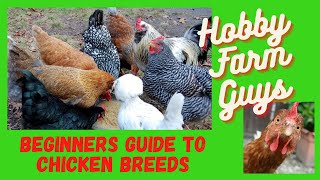 The Best Chicken Breeds For Beginners [upl. by Icaj]