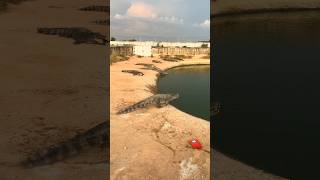 play with wild crocodiles crocodile animals wildlife [upl. by Alamap741]