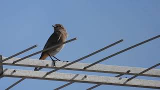 Black Redstart Codirosso spazzacamino Phoenicurus ochruros [upl. by Sydelle]