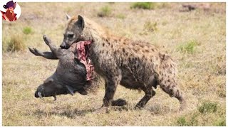 15 Momentos Desagradables De Animales Comiendo Vivas A Sus Presas [upl. by Gaal]