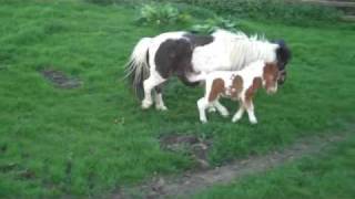 New Born Miniature Foals Playing 09 [upl. by Roanne]