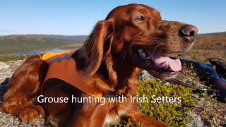 Grouse hunting with Irish Setters [upl. by Valencia]