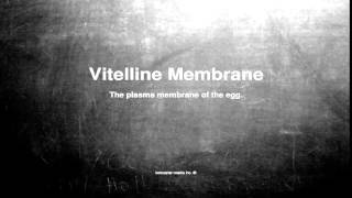 Medical vocabulary What does Vitelline Membrane mean [upl. by Berck]