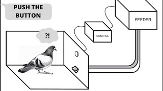 Operant Conditioning Real Pigeon Experiment [upl. by Appel516]