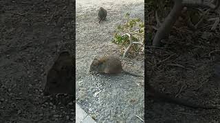 Tasmanian Potoroo 1 [upl. by Arhat]