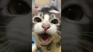 🤣😺 cat mycatchannel funny catchannel yourcat shortvideo pets catschannel yourpet [upl. by Lawtun259]