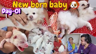 Pomeranian Dog gives birth to 5 Puppies 😍  Toy Pom delivery [upl. by Analos]