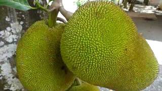 Sri Lankaශ්‍රී ලංකාCeylonJackfruit Tree closeup [upl. by Aziza705]