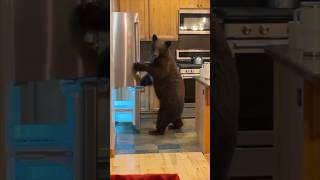 A bear stole food from their kitchen 😳 [upl. by Chemarin]