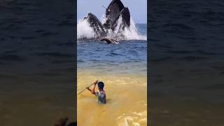 View of whales and birds in the sea while fishing animals [upl. by Ahsinert40]