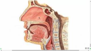 HampN  Nasal Cavity  By DrKhaled Milad [upl. by Gudrun]