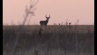 Squirrel and Buck Fights  Fort Riley KS [upl. by Nelson]