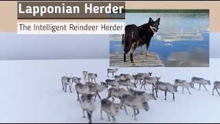 Lapponian Herder The Intelligent Reindeer Herder [upl. by Aray]