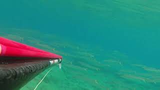 amazing spearfishing esox lucius magic seabed nature [upl. by Ocana]