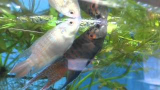 Paradise fish Macropodus opercularis spawning [upl. by Ilocin]