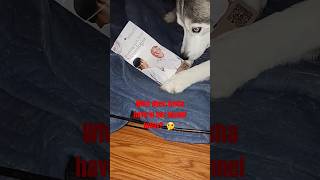 a neurology pamphlet music hiphop underground dog husky funny neurology [upl. by Mcclelland]