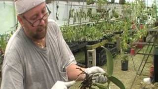 The Orchid Doctor  How to Replant an Orchid Part 1  orchidmania south florida [upl. by Ly798]