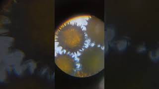 Palynology🔬 education science biology youtubeshorts [upl. by Llerrit]