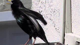 Starling song over 5 minutes straight [upl. by Meridel681]