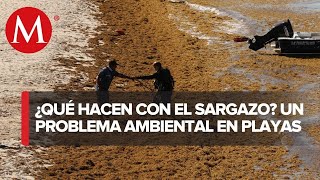 ¿Qué se hace con el sargazo que se recolecta en las playas [upl. by Adnahsed940]