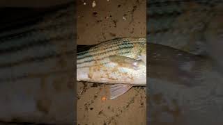 Striped Bass Surf Fishing Full Moon Slow Retrieve [upl. by Saw]