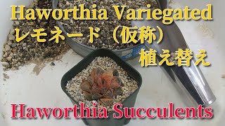 【多肉植物】レモネード（仮称）植え替え！ Haworthia variegated Replanting  Succulents ハオルチア ビザールプランツ [upl. by Anaib]