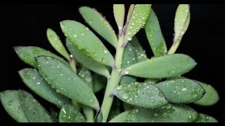 Senecio crassissimus  Kreuzkraut Vertical Leaf Senecio [upl. by Neitsirhc750]